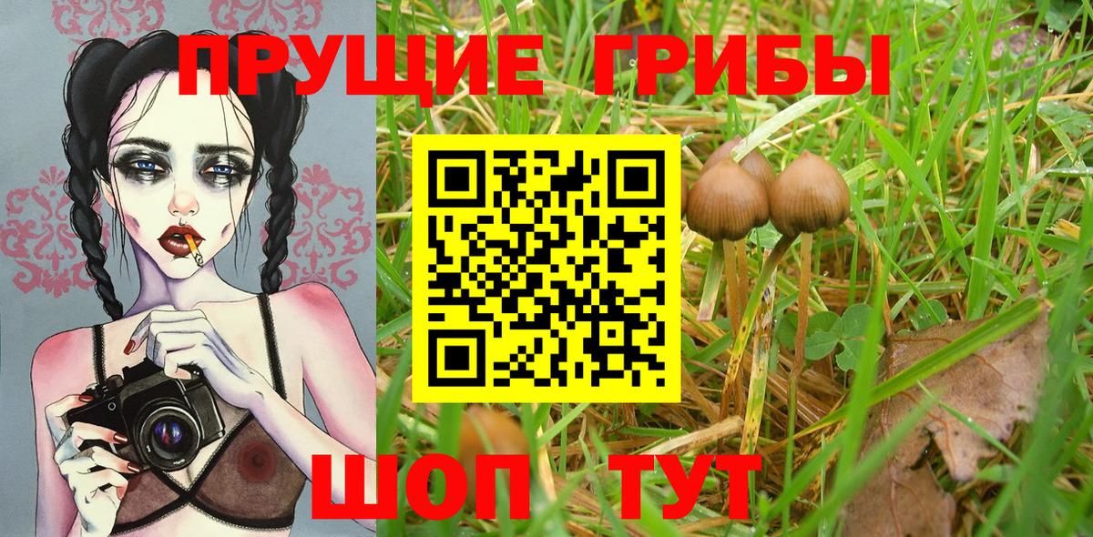 Галлюциногенные грибы Cubensis Саратов